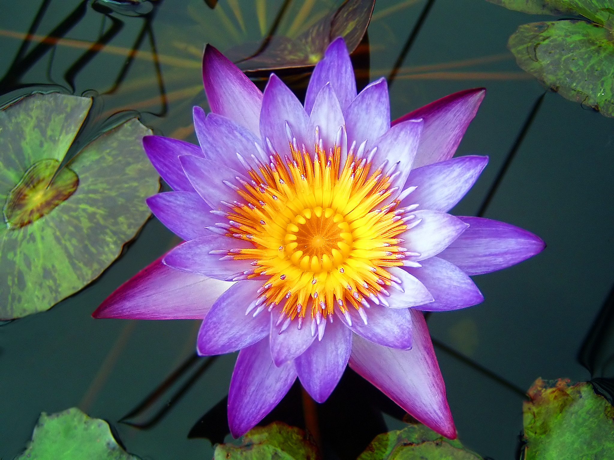 Purple lotus