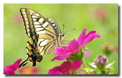 Butterfly and pink flower