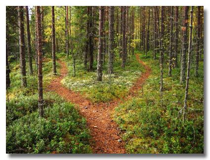 Forked path in forest